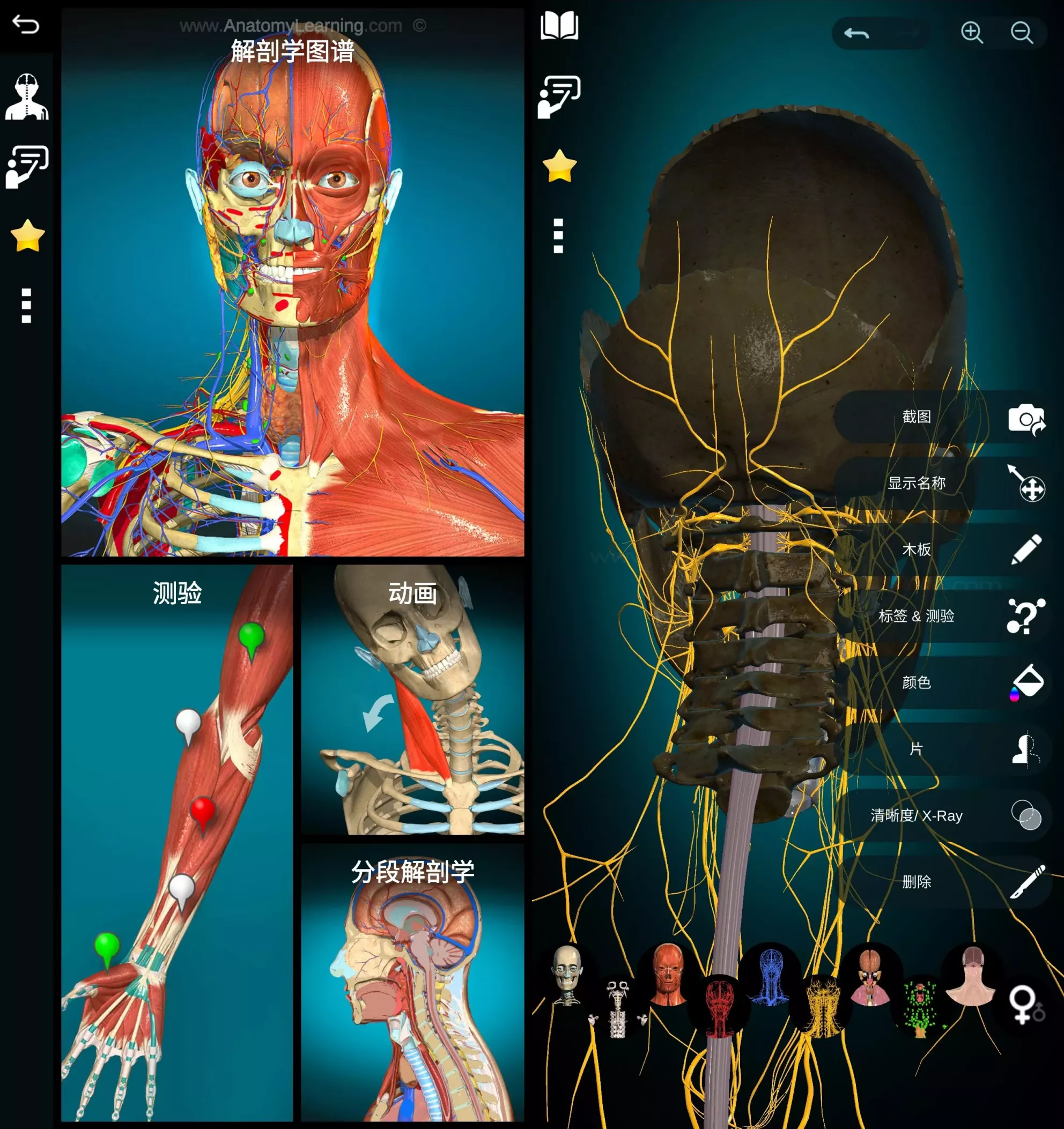 Anatomy Learning 3D解剖学图谱 v2.1.449 医学生必备学习专业软件 高级版