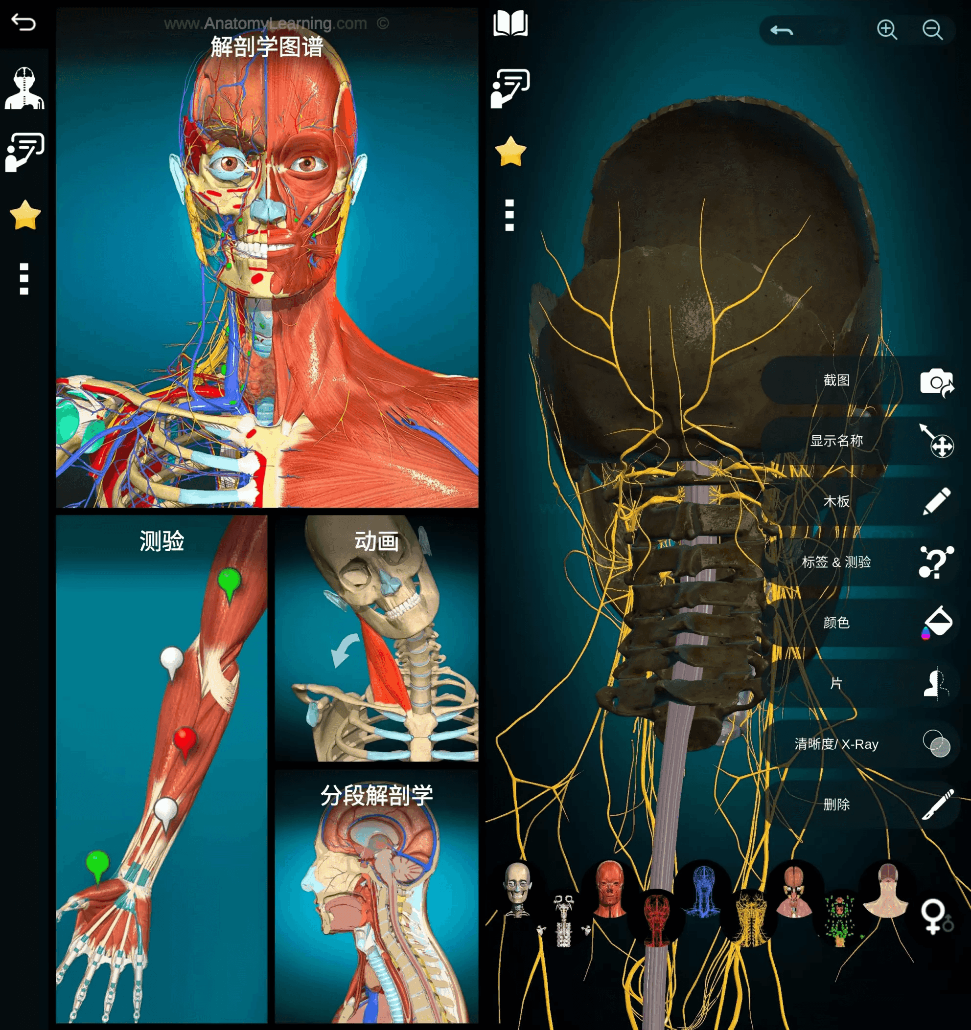 Anatomy Learning 3D解剖学图谱 v2.1.449 医学生必备学习专业软件 高级版